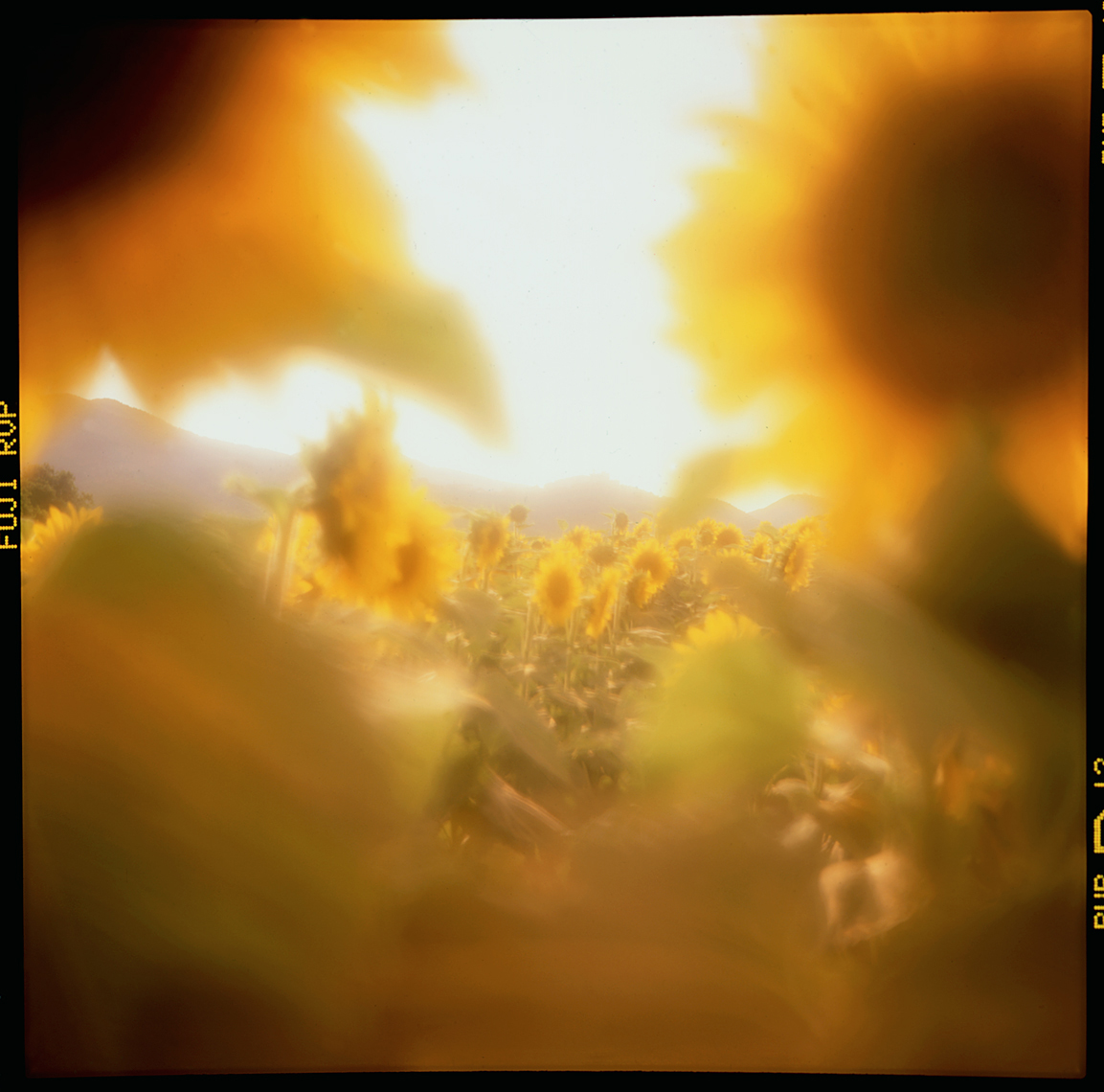 W-sunflowers-Tuscany
