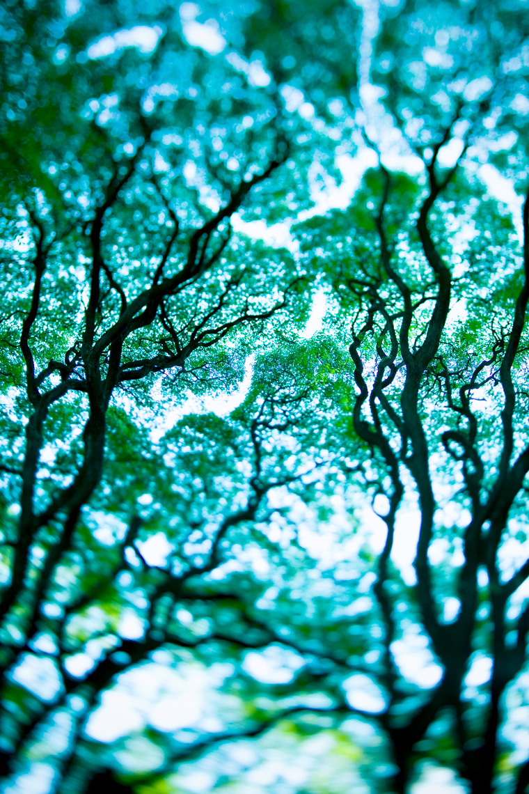 WT-Tree-Buenos-Aries
